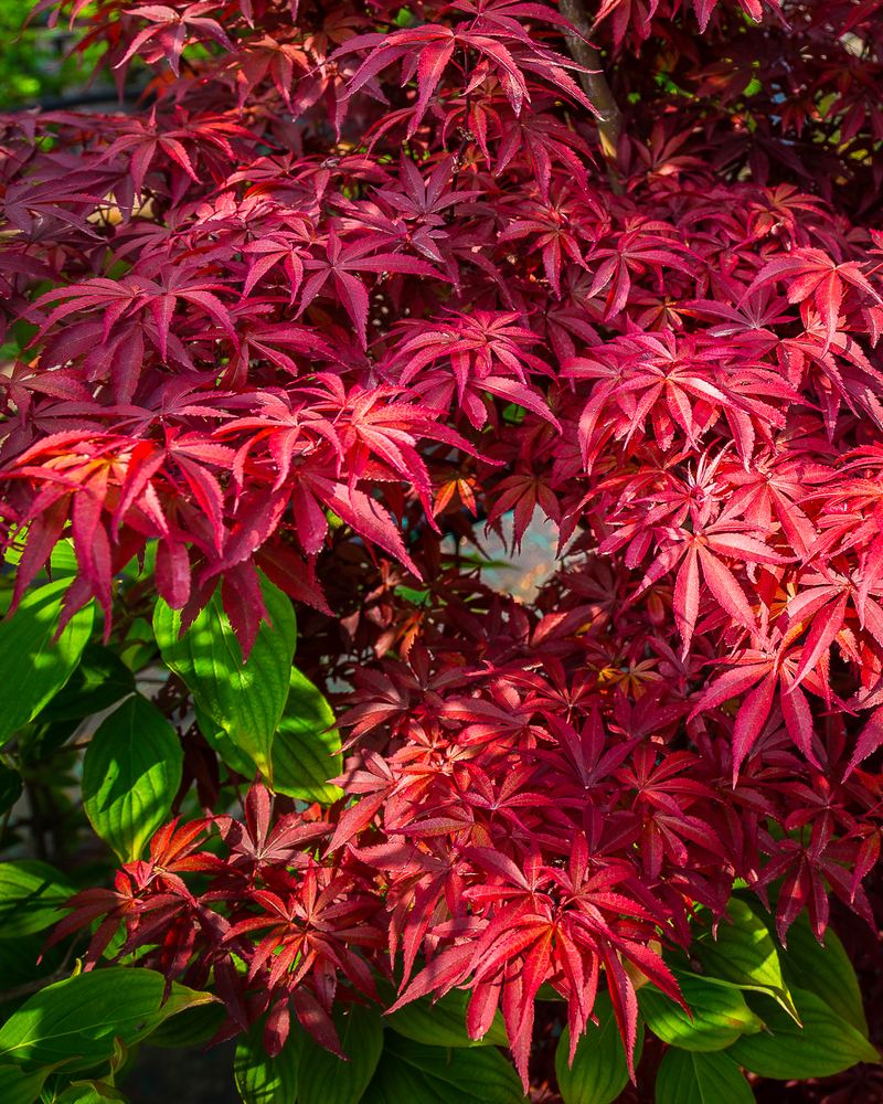Acero giapponese dalle foglie rosse