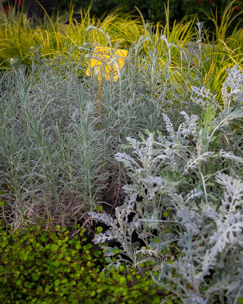 Aromatiche e piante dal fogliame argentato