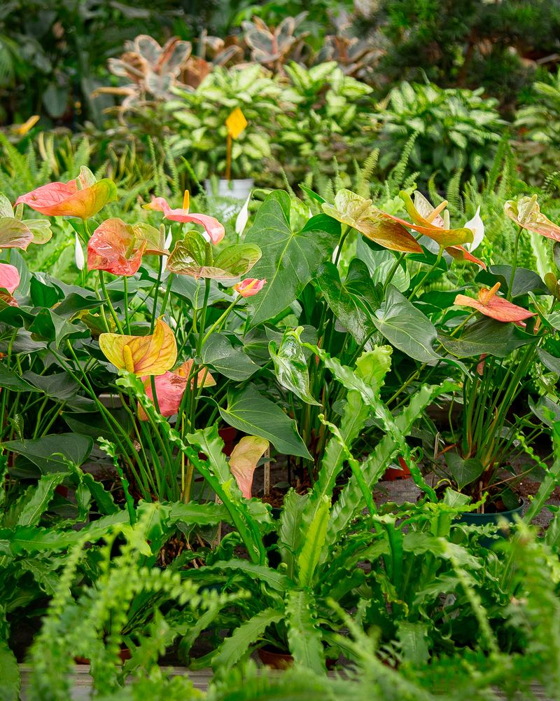 Anthurium in fiore tra il verde