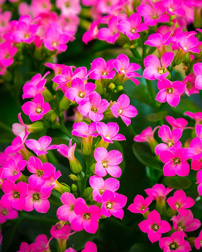Kalanchoe fucsia in fiore
