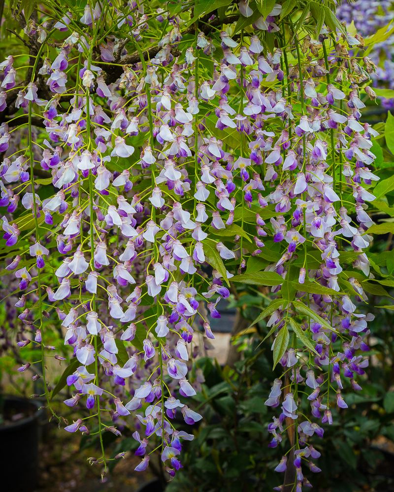Grappoli di glicine in fiore