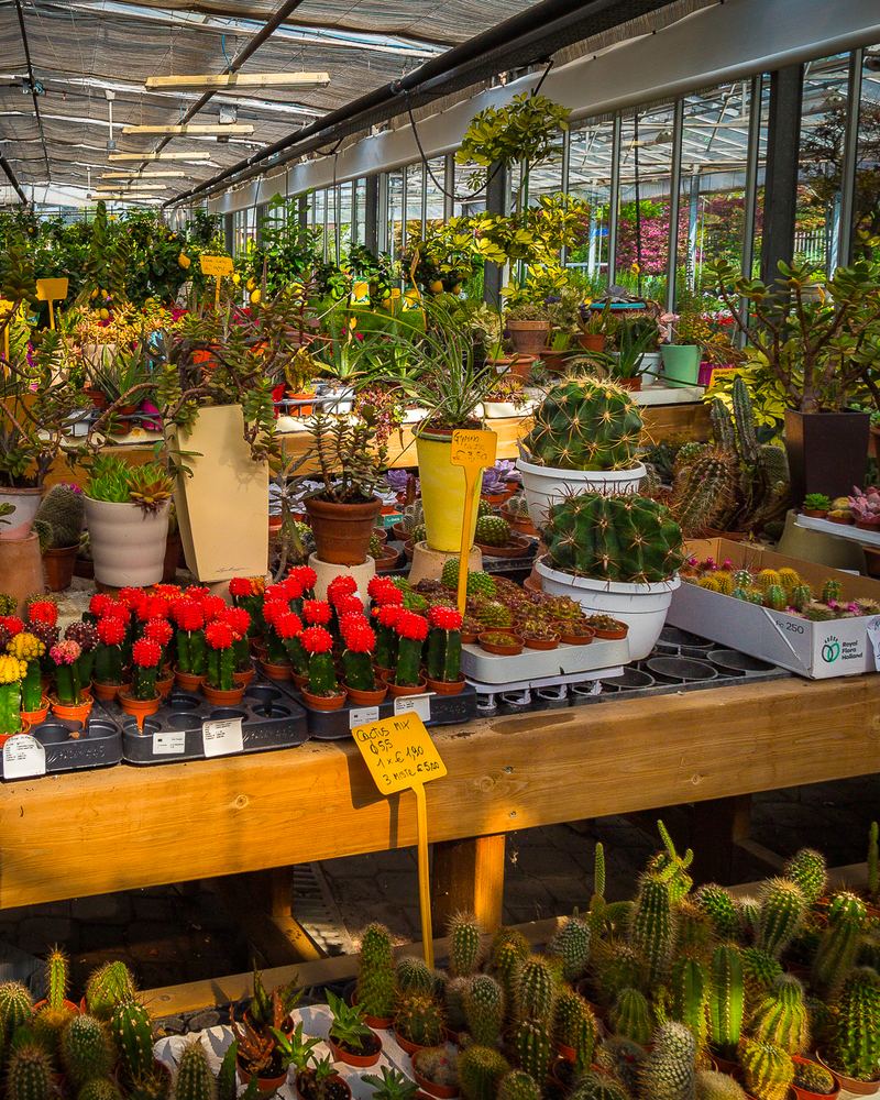 Il reparto vendita del vivaio, con fiori e piante grasse