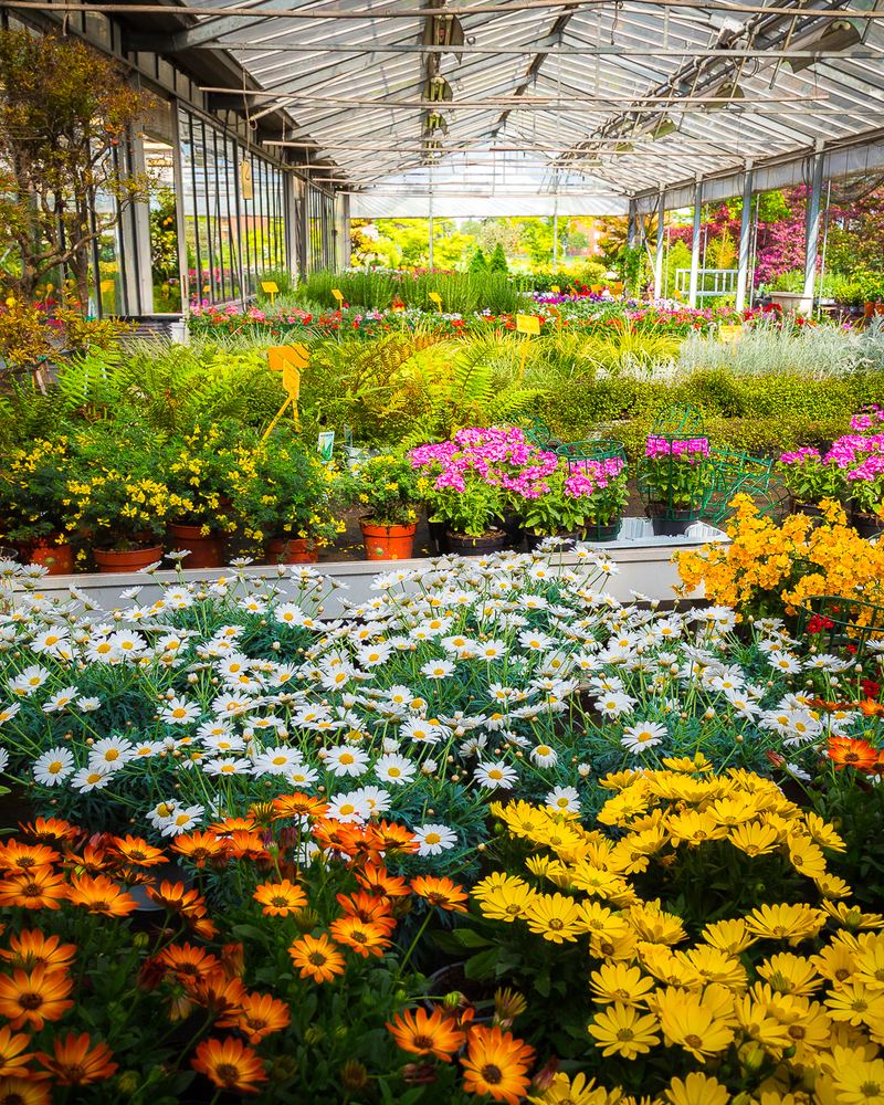 La serra del vivaio Garden Isola Verde con margherite e fiori di stagione